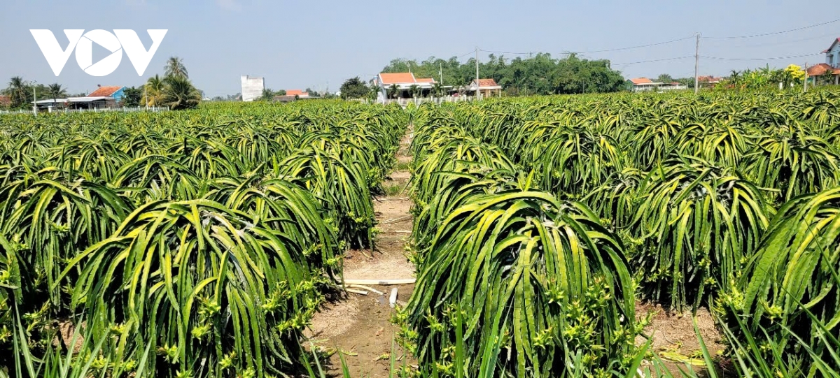 Đồng Tháp: Cận Tết trái thanh long khan hàng, sốt giá